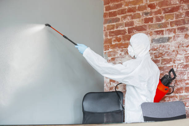 Best Environmental Consulting for Mold Prevention  in Dulce, NM