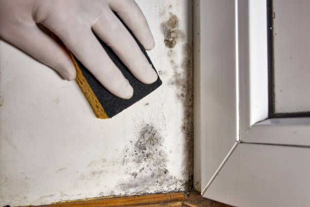 Best Attic Mold Removal  in Dulce, NM