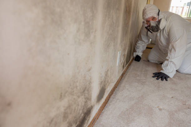 Best Mold Documentation for Insurance Claims  in Dulce, NM
